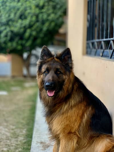 German Shepherd Male for Stud