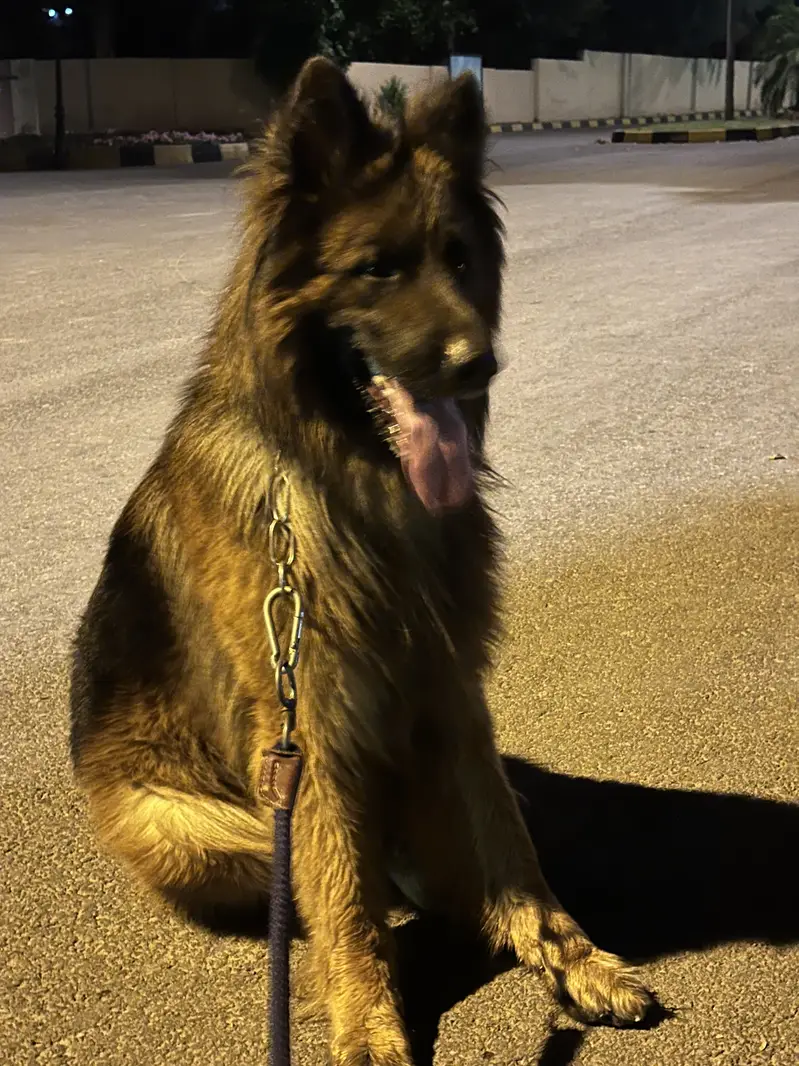 German Shepherd Male for Stud — photo 2