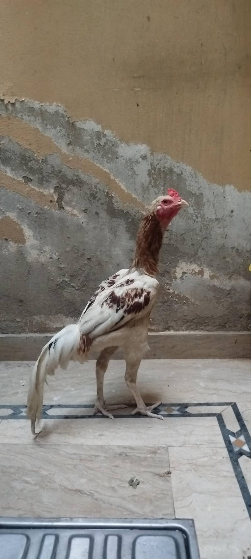 Murga 0