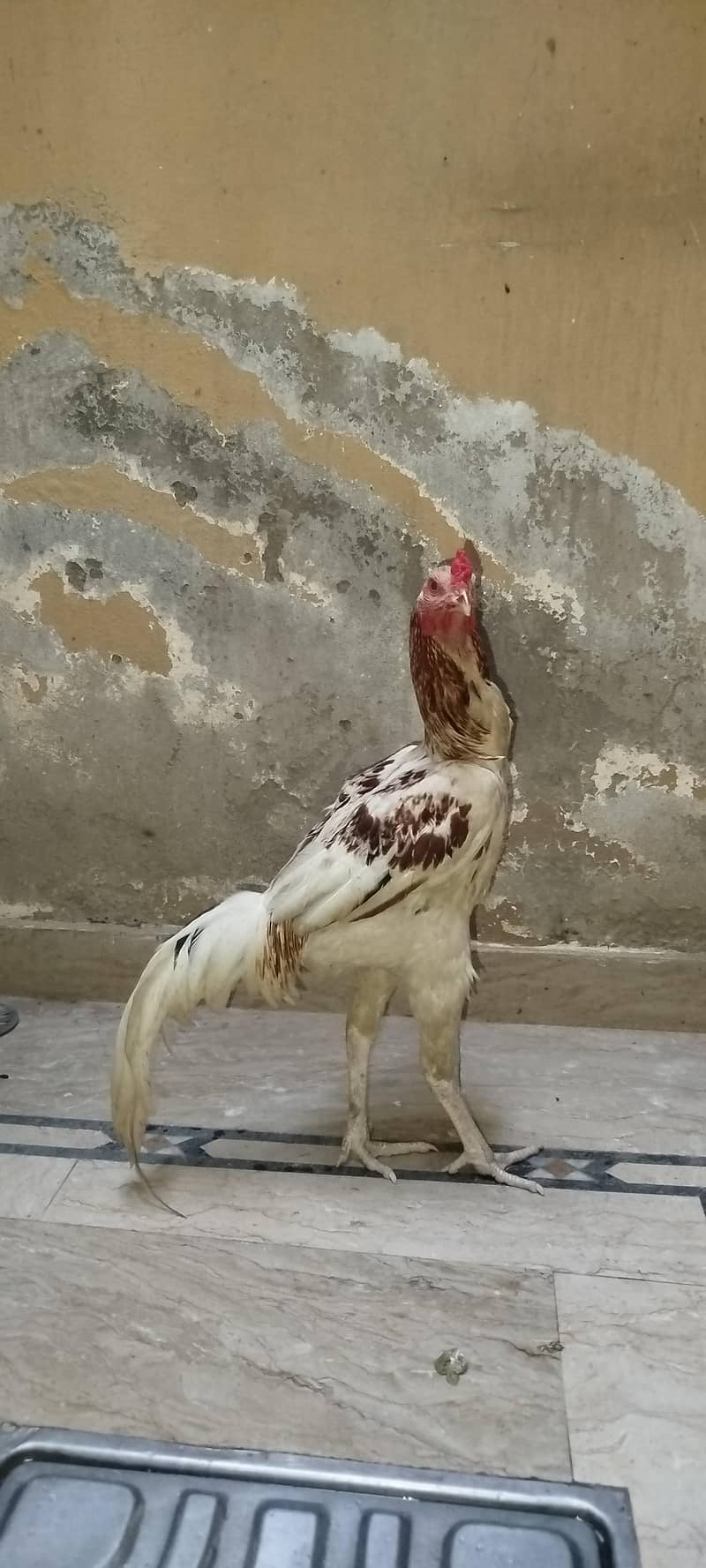 Murga 1