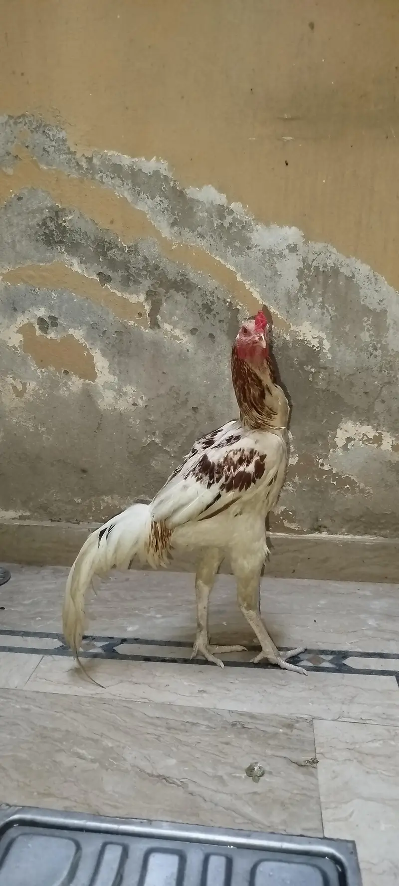 Murga — photo 2