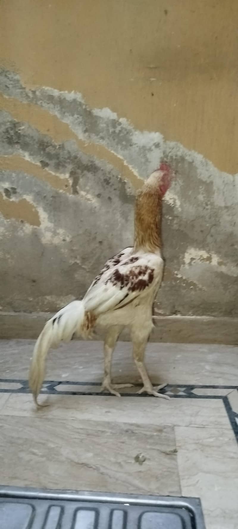 Murga 2