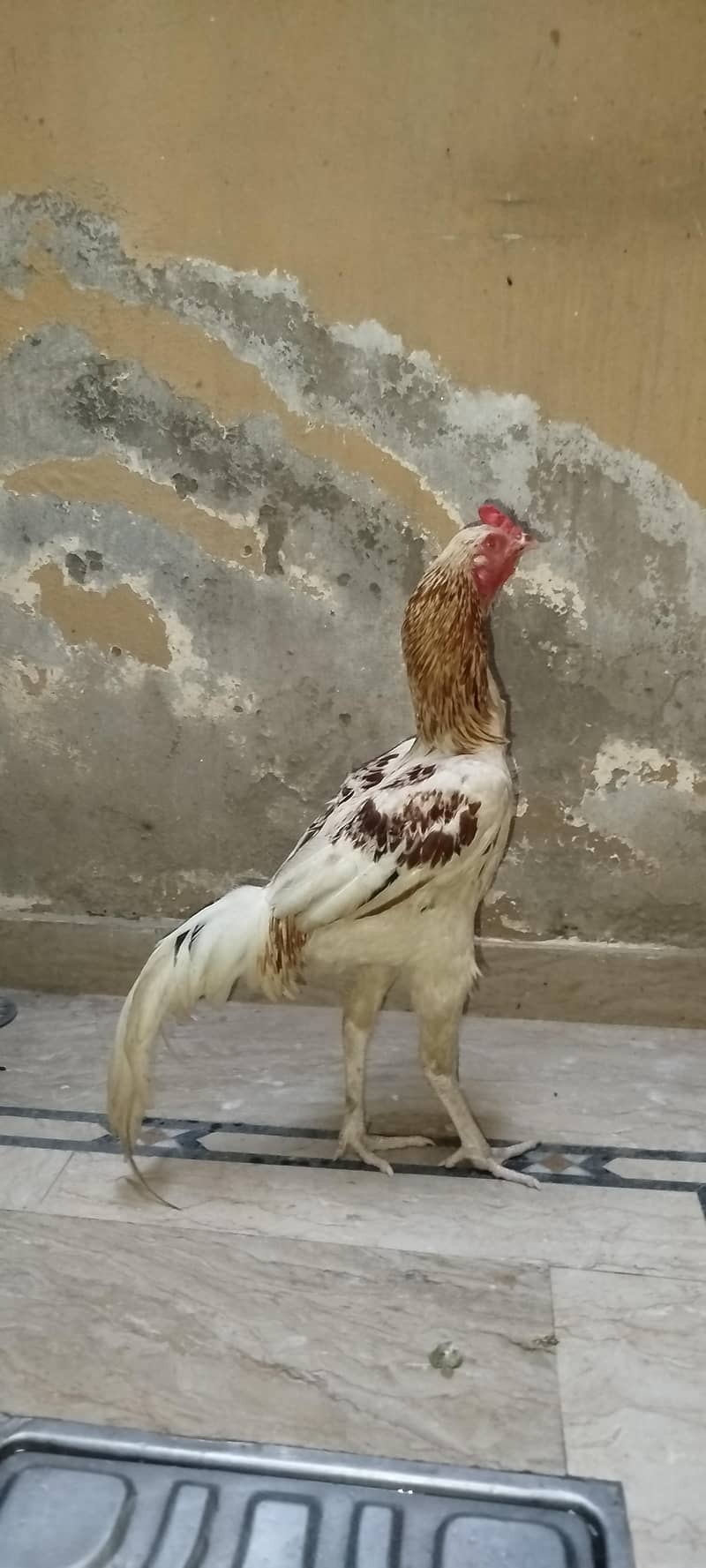 Murga 3