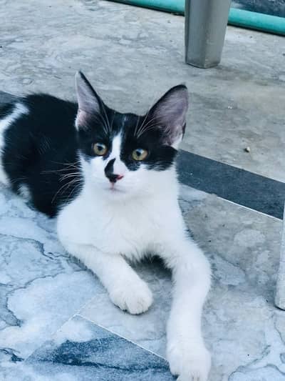 3 beautiful kittens for adoption