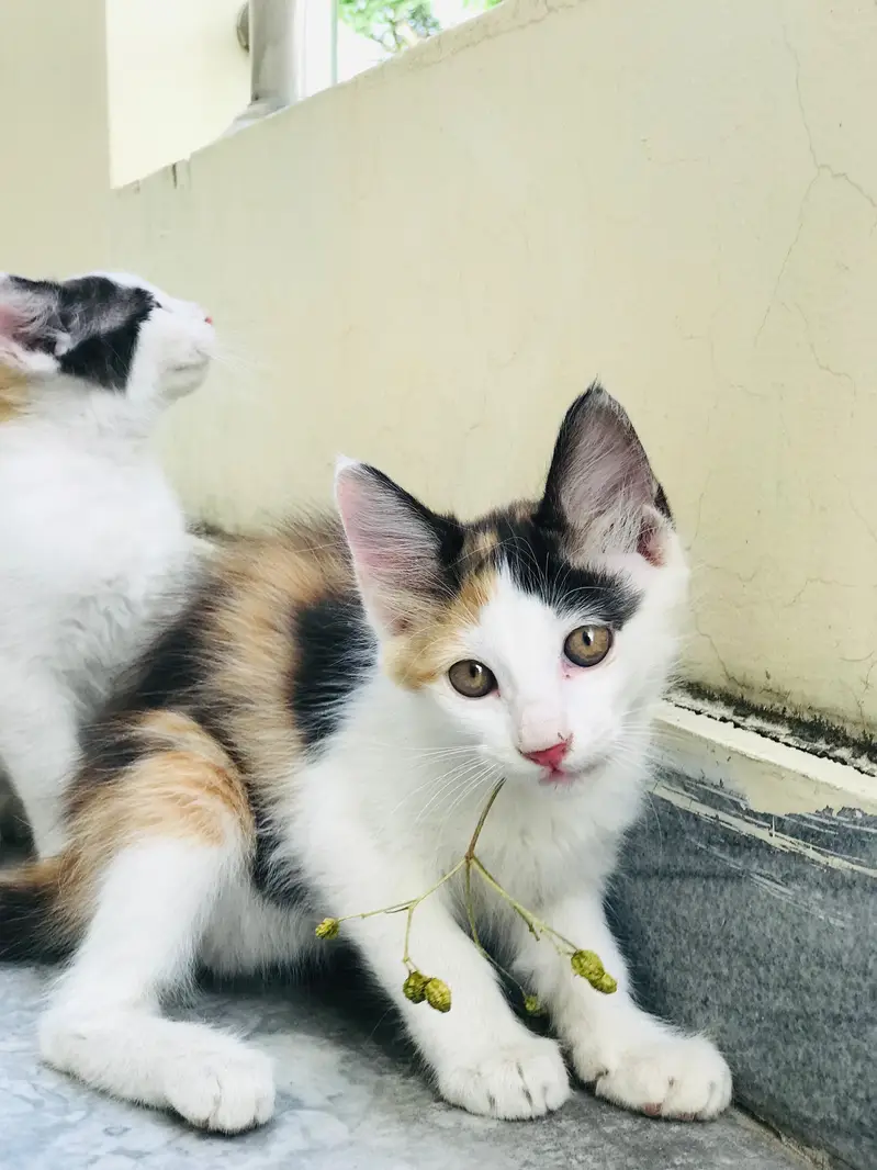 3 beautiful kittens for adoption — photo 2
