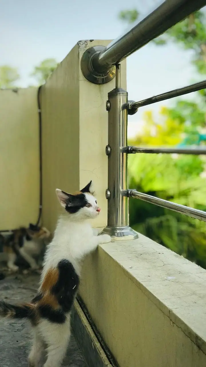 3 beautiful kittens for adoption — photo 3