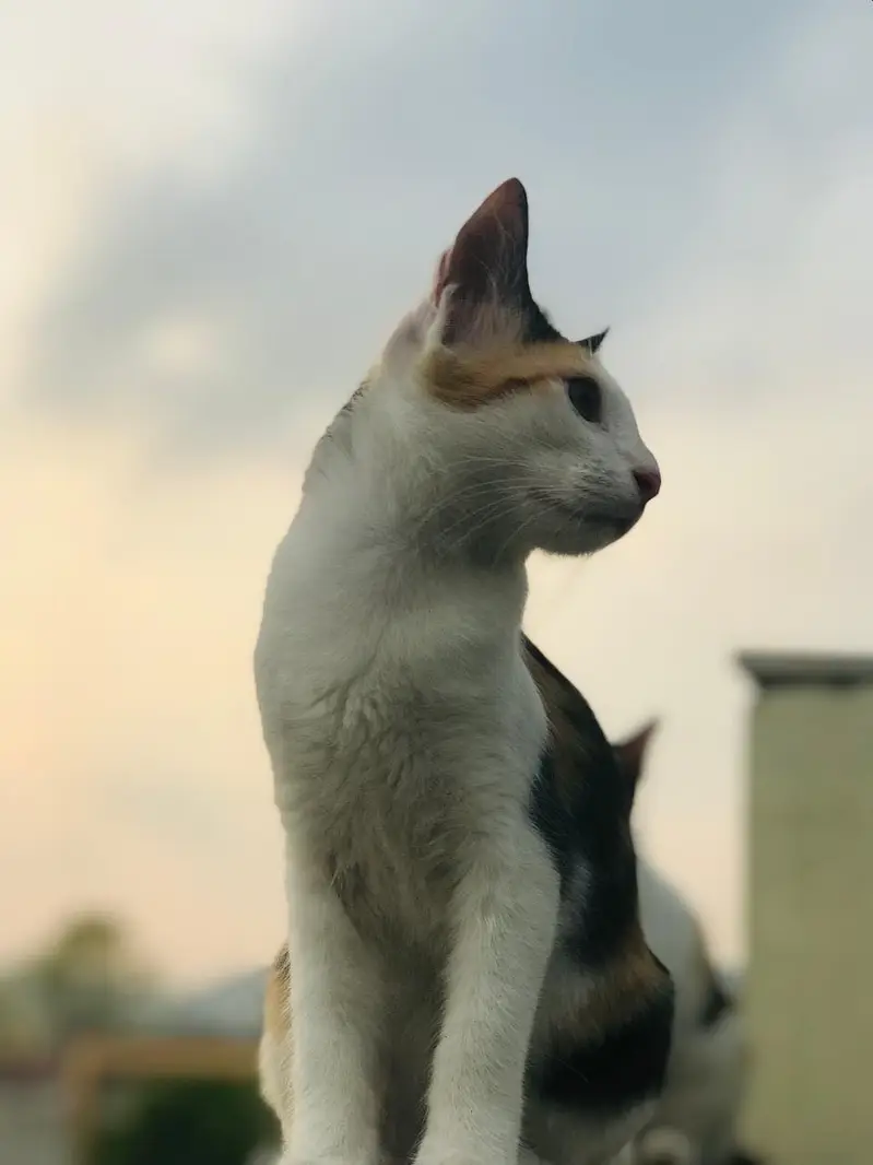 3 beautiful kittens for adoption — photo 4