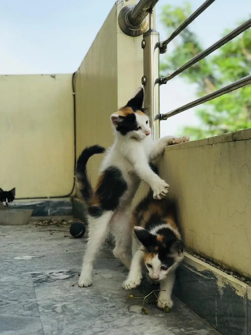 3 beautiful kittens for adoption — photo 5