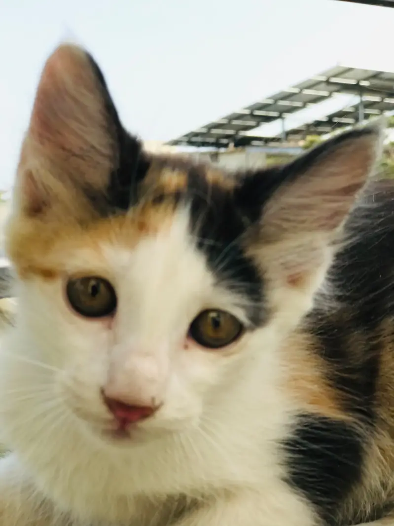 3 beautiful kittens for adoption — photo 6