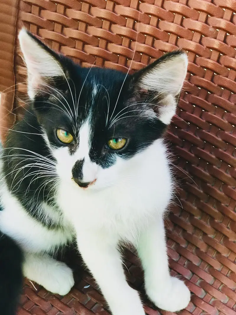3 beautiful kittens for adoption — photo 8