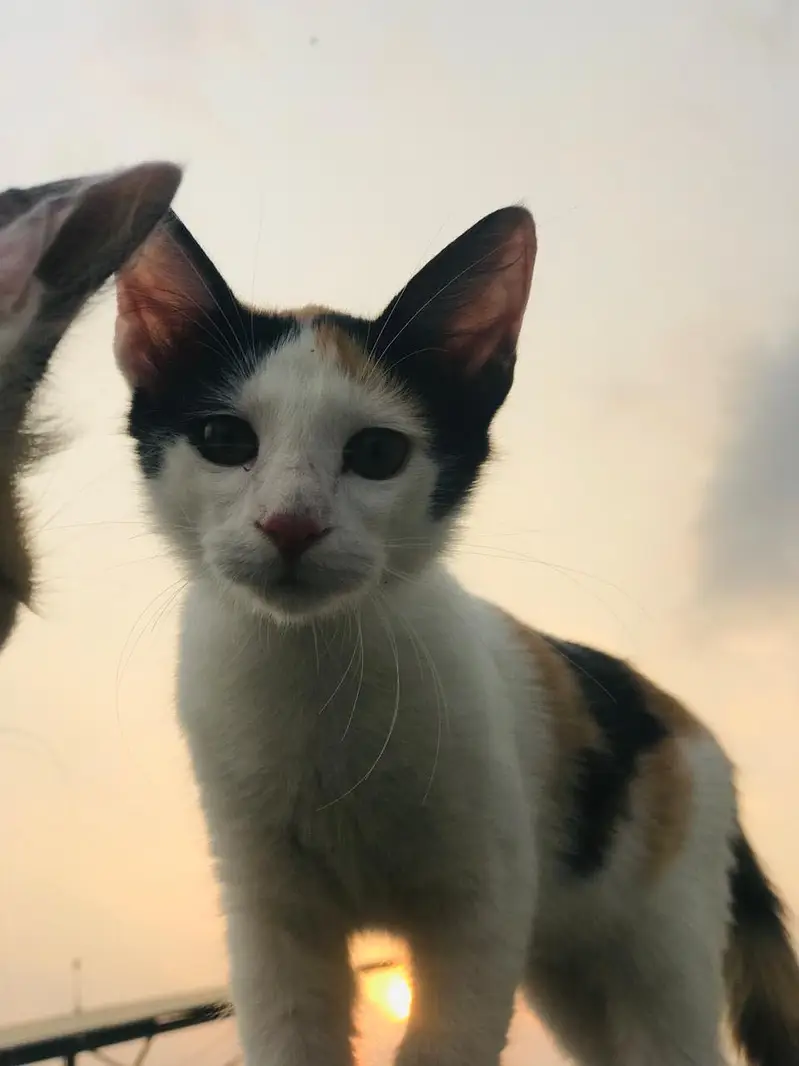 3 beautiful kittens for adoption — photo 9