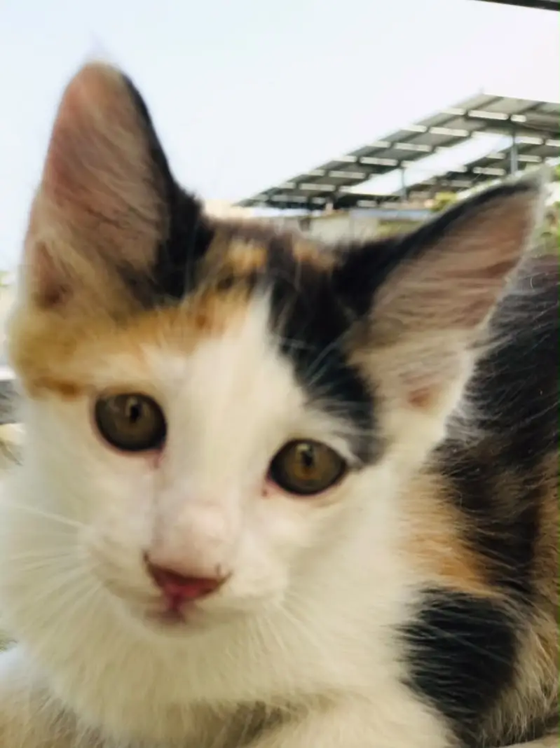 3 beautiful kittens for adoption — photo 10