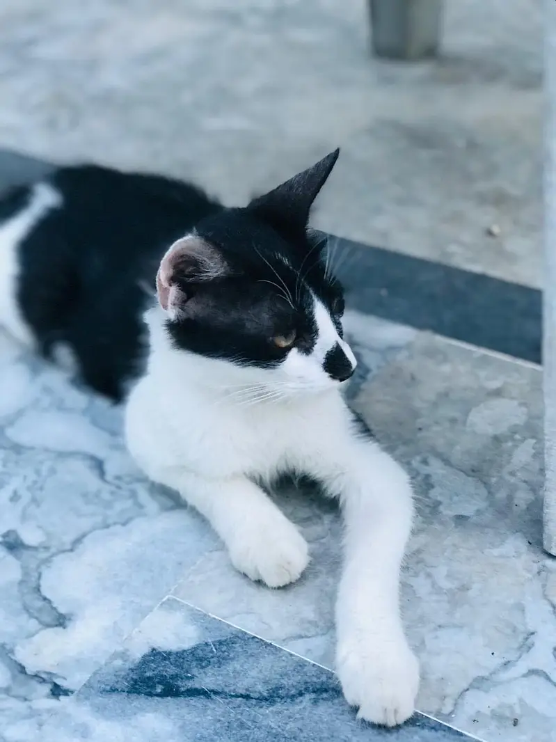 3 beautiful kittens for adoption — photo 11