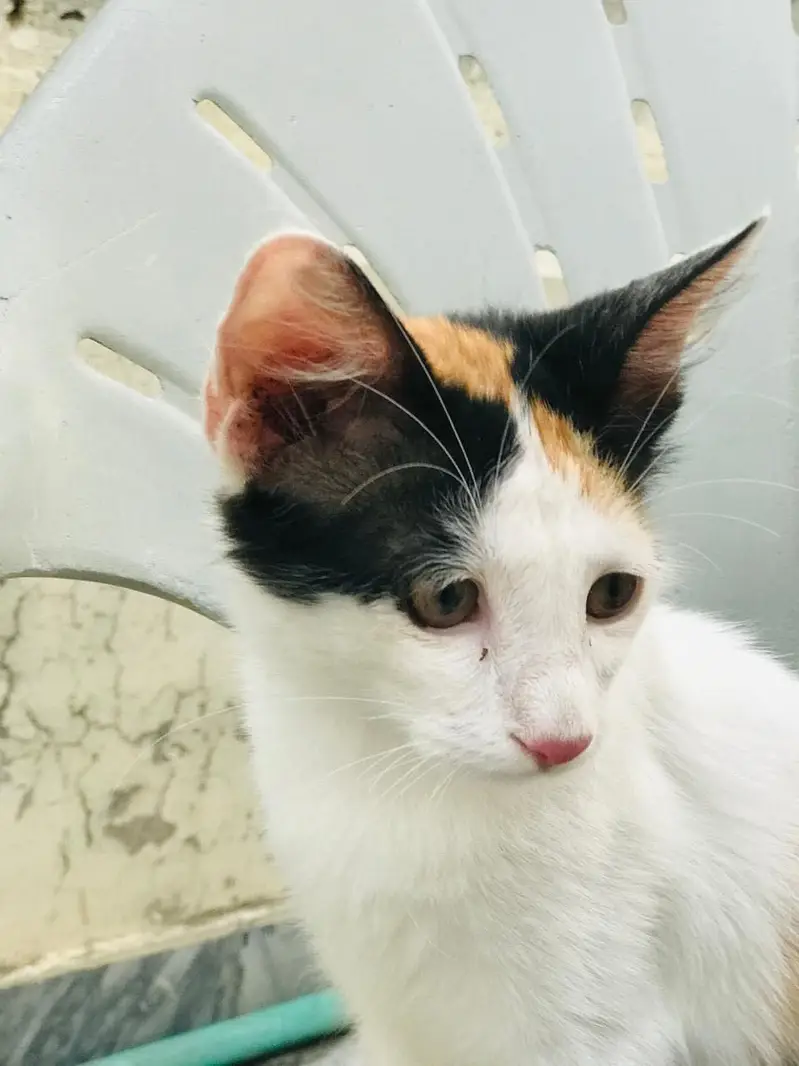 3 beautiful kittens for adoption — photo 12