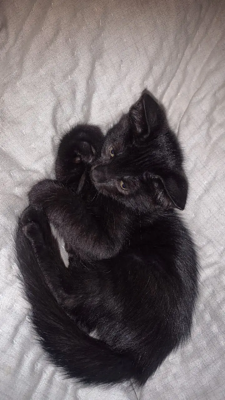 Cat For Sale Male and Female — photo 2
