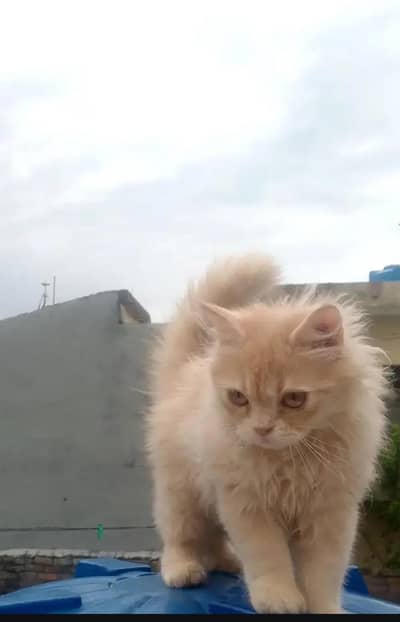 Persian beautiful cats