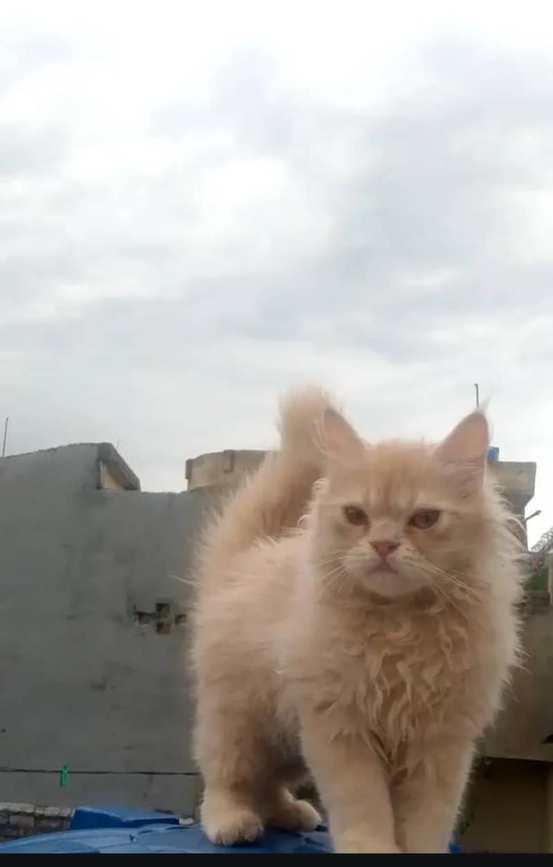 Persian cat 1