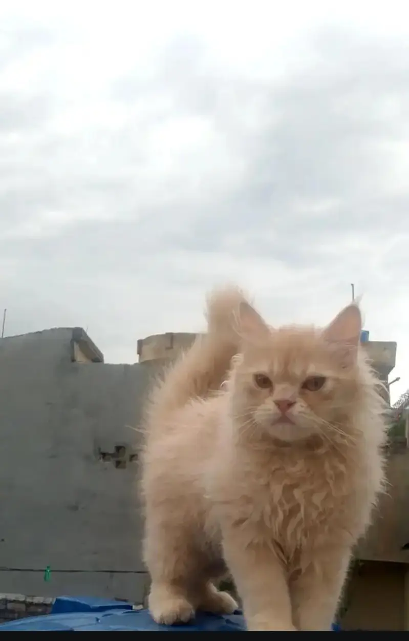 Persian beautiful cats — photo 2