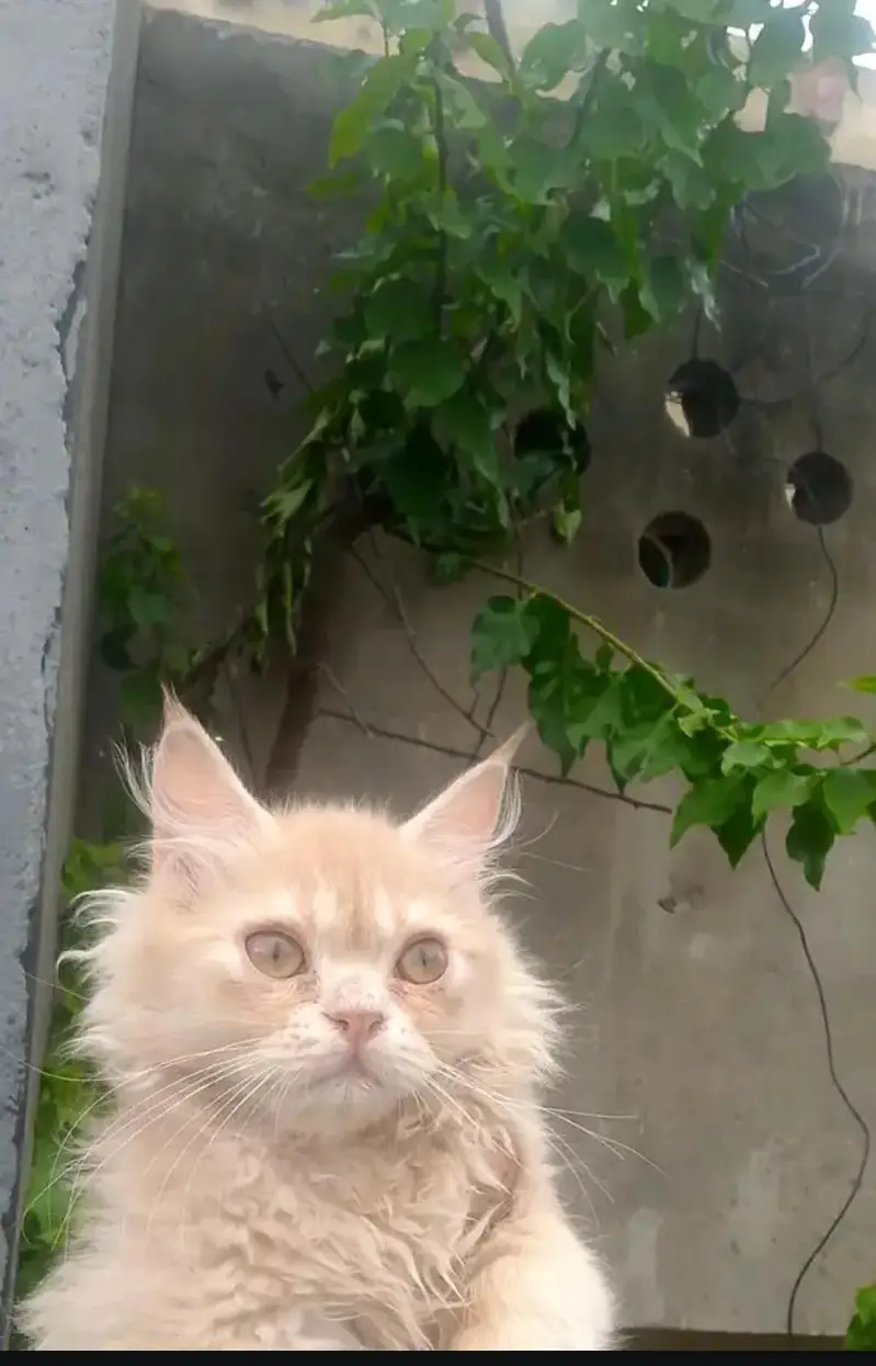 Persian beautiful cats — photo 3