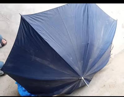 umbrella