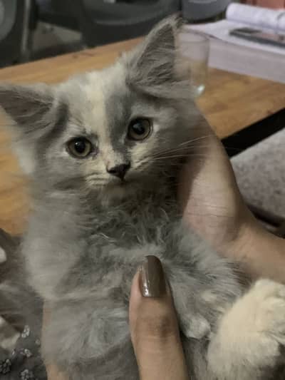 Persian kitten triple coated