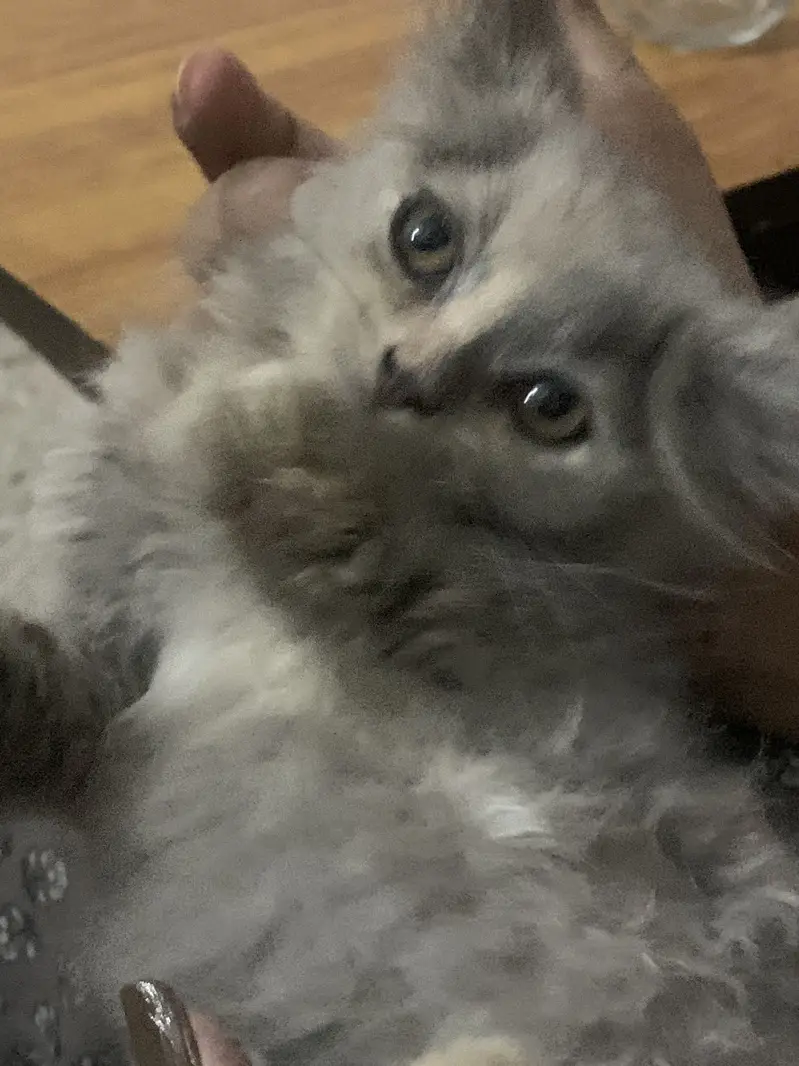Persian kitten triple coated — photo 2