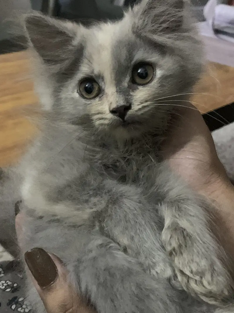 Persian kitten triple coated — photo 3