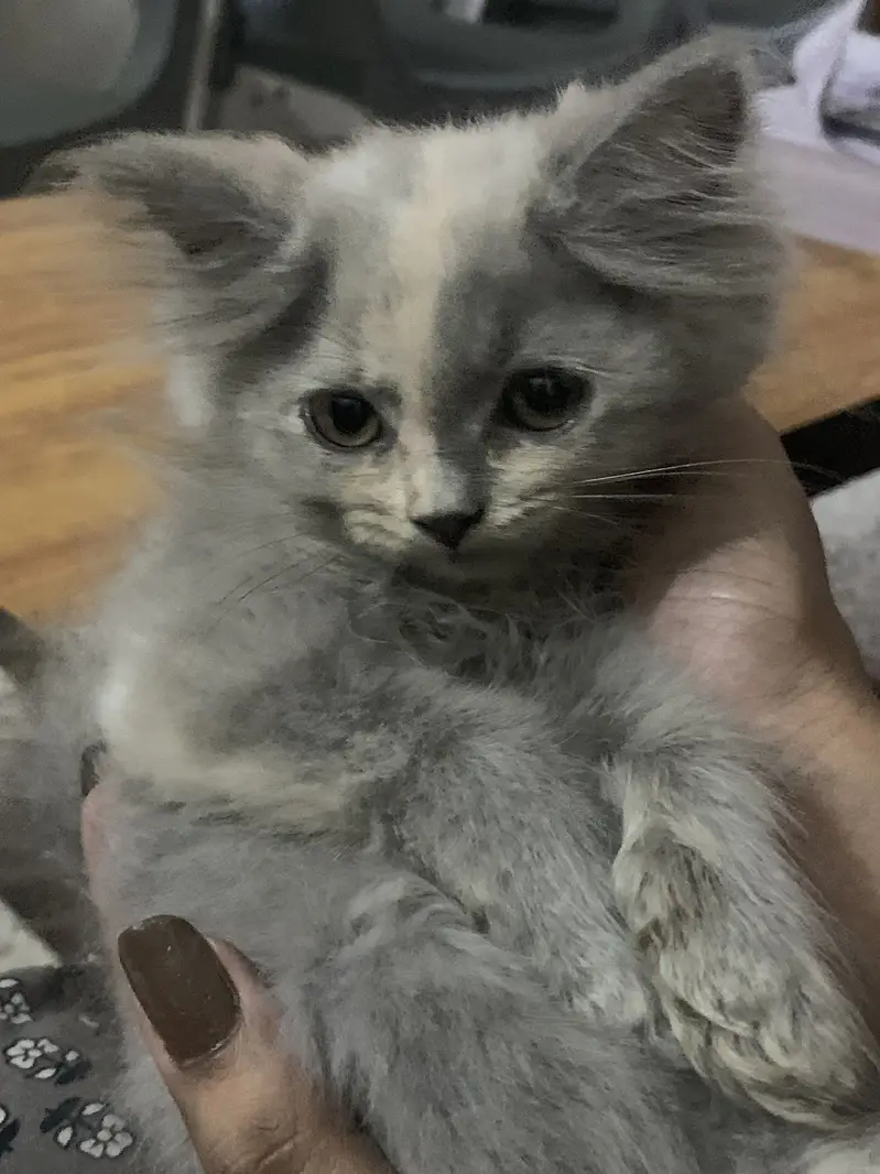 Persian kitten triple coated — photo 4