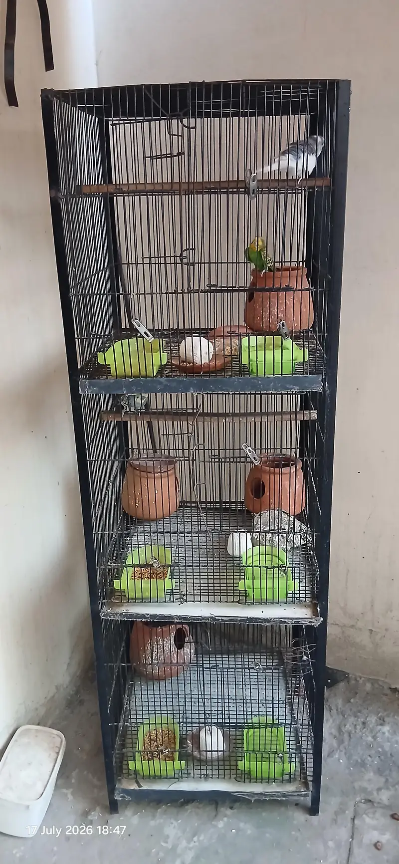 parrot cage with 2 pair of parrots — photo 2