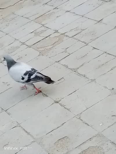 Home bread pigeon, junglee & other