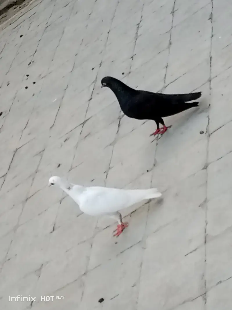 Home bread pigeon, junglee & other — photo 2