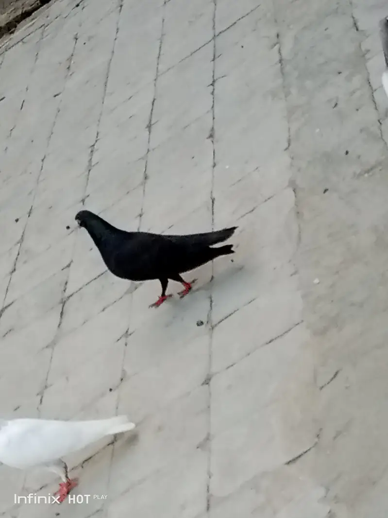 Home bread pigeon, junglee & other — photo 3