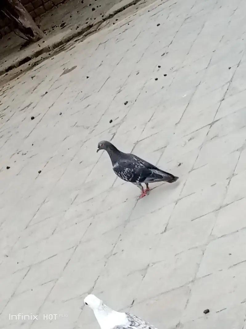 Home bread pigeon, junglee & other — photo 4