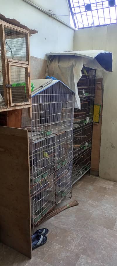 Australian birds and finches full setup sell
