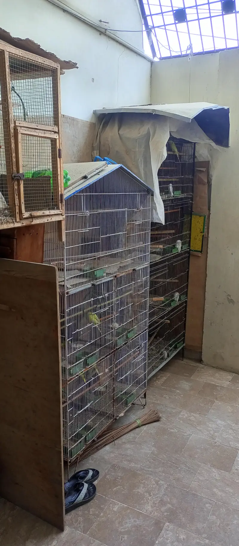 Australian birds and finches full setup sell