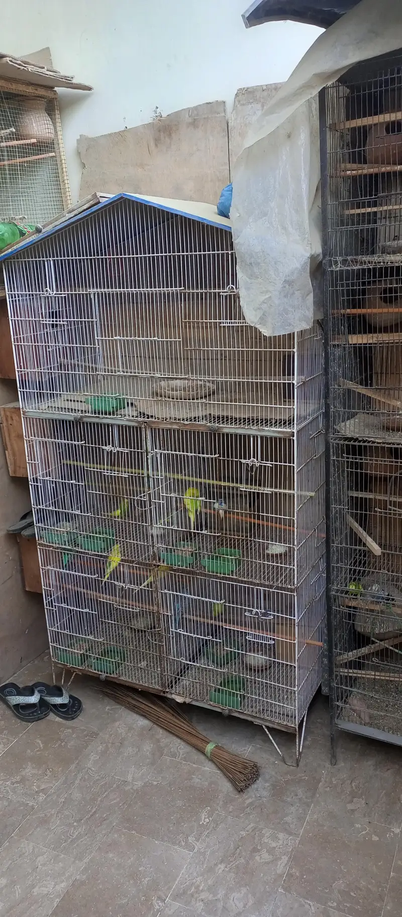 Australian birds and finches full setup sell — photo 2