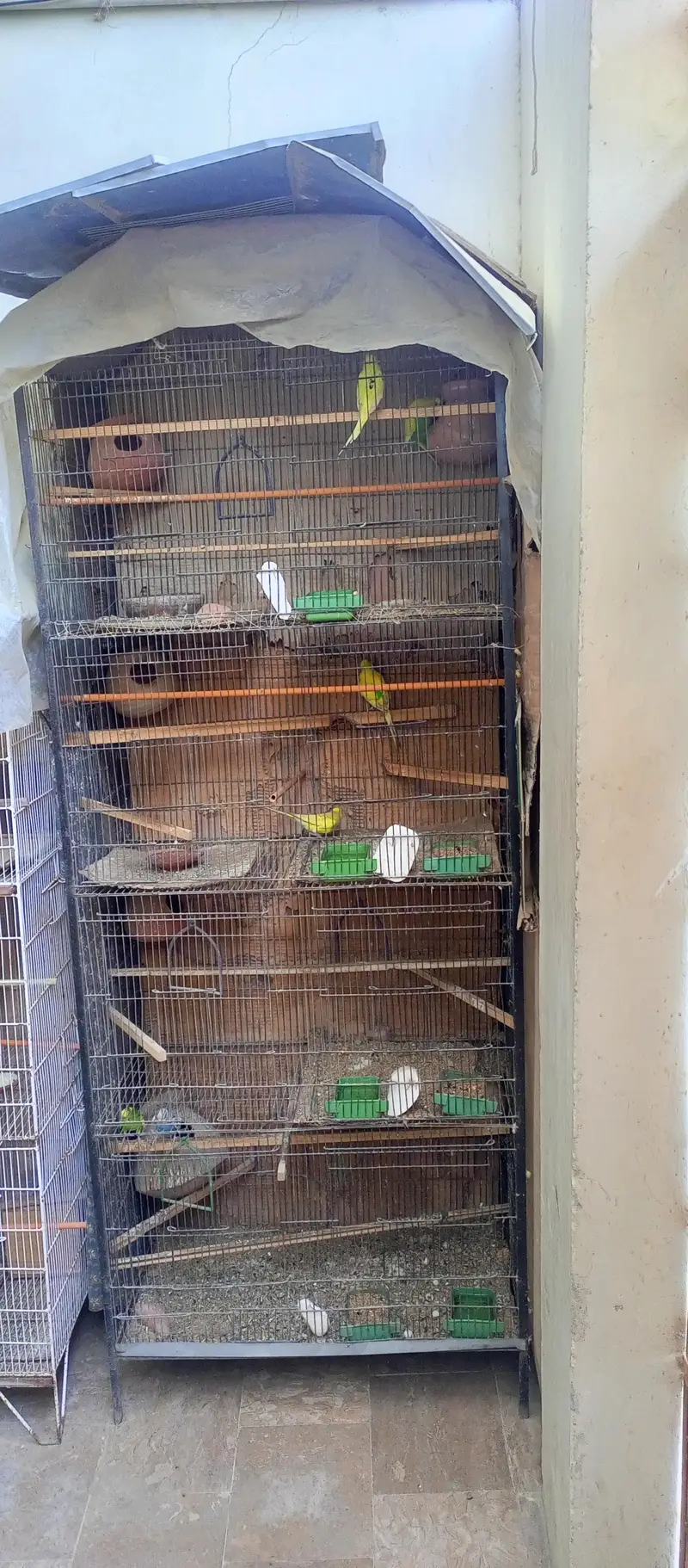 Australian birds and finches full setup sell — photo 3