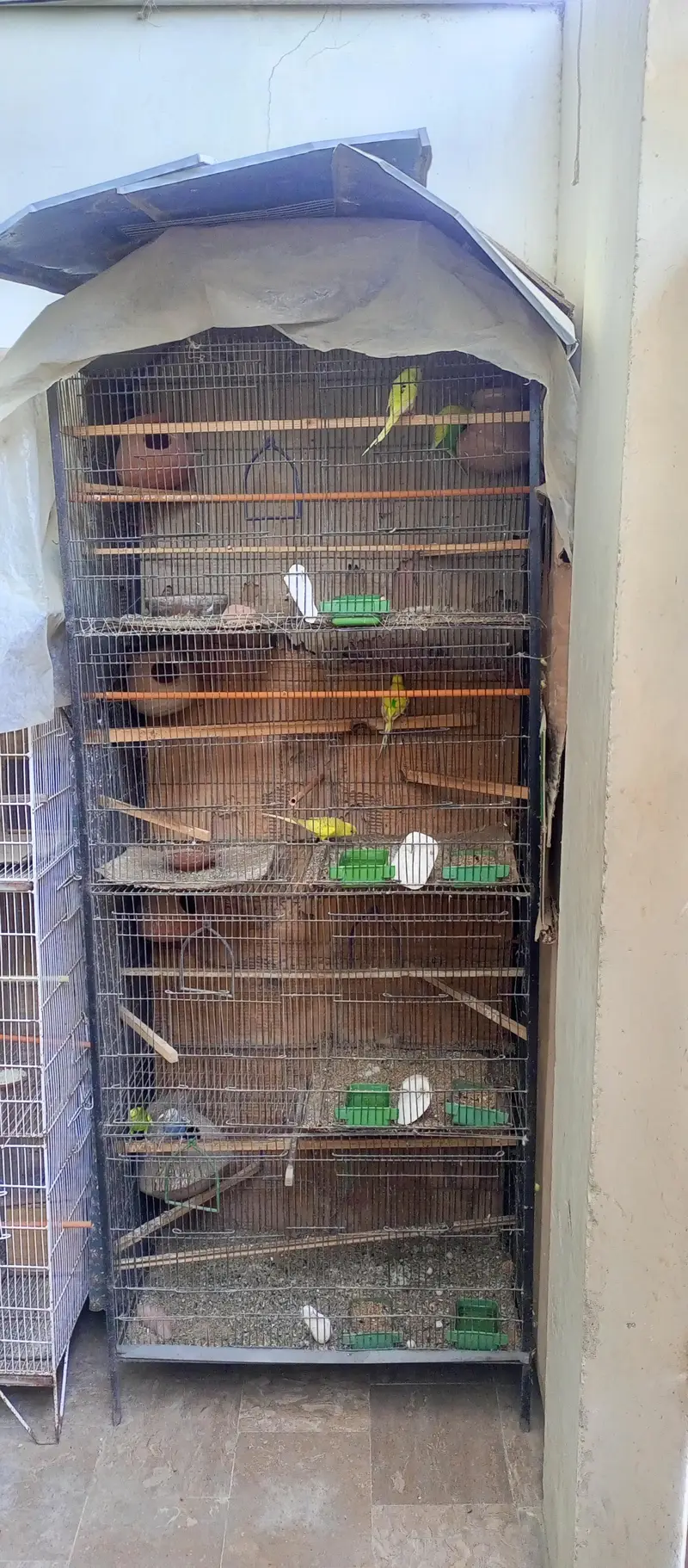 Australian birds and finches full setup sell — photo 4
