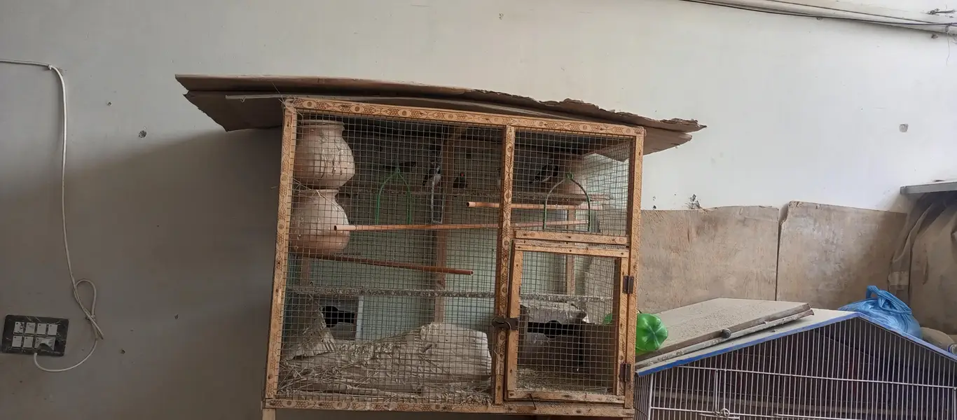 Australian birds and finches full setup sell — photo 5