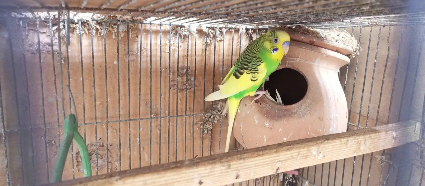 Australian birds and finches full setup sell — photo 7
