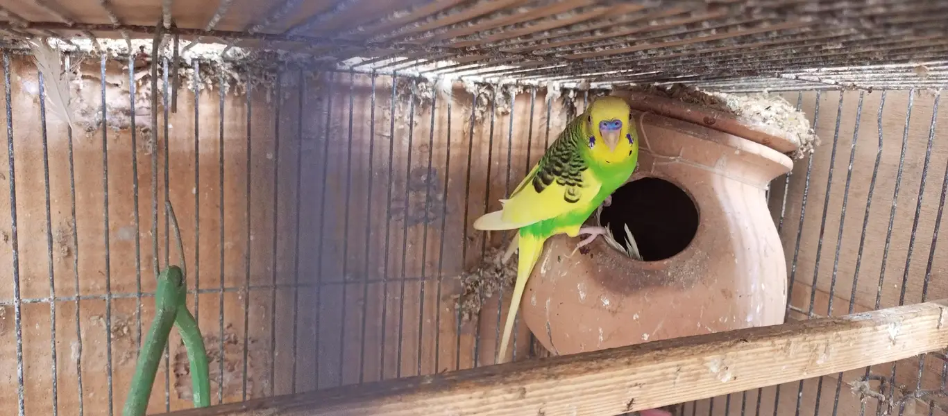 Australian birds and finches full setup sell — photo 8