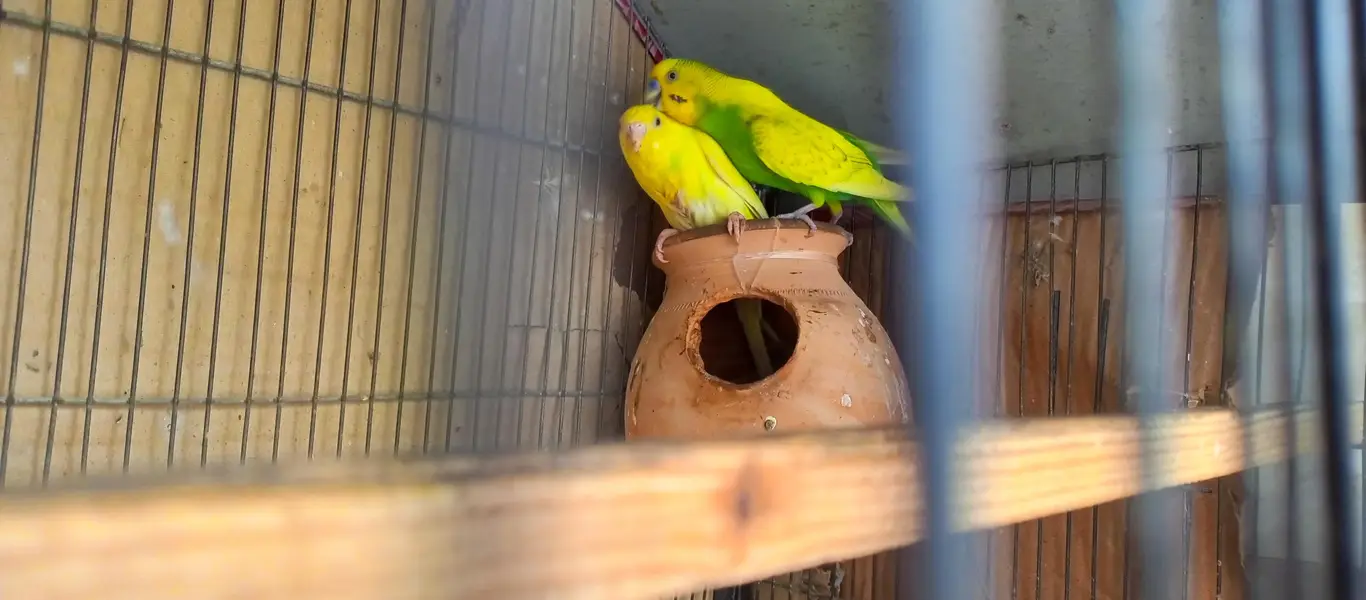 Australian birds and finches full setup sell — photo 10