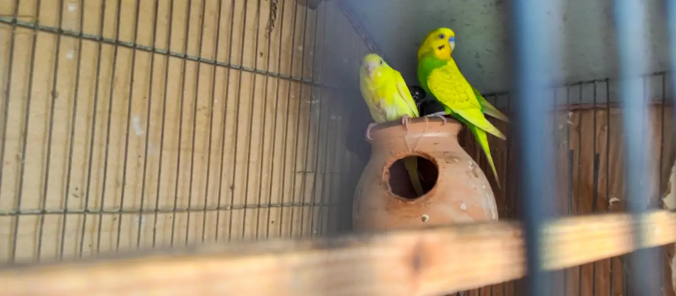 Australian birds and finches full setup sell — photo 11