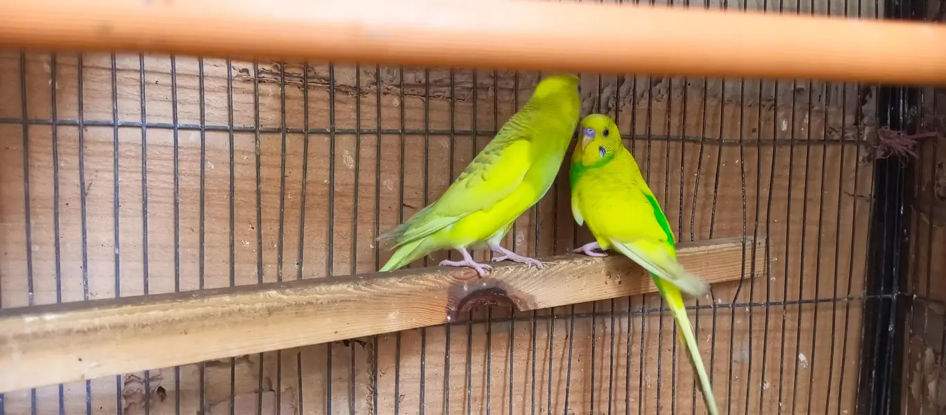 Australian birds and finches full setup sell — photo 12