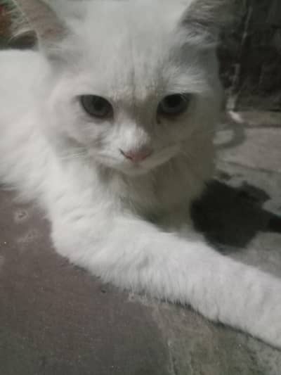 percian cat for sale