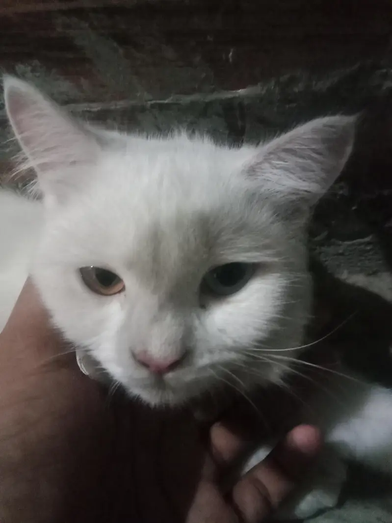 percian cat for sale — photo 2