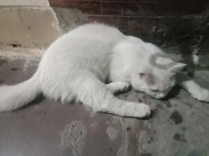 percian cat for sale — photo 3
