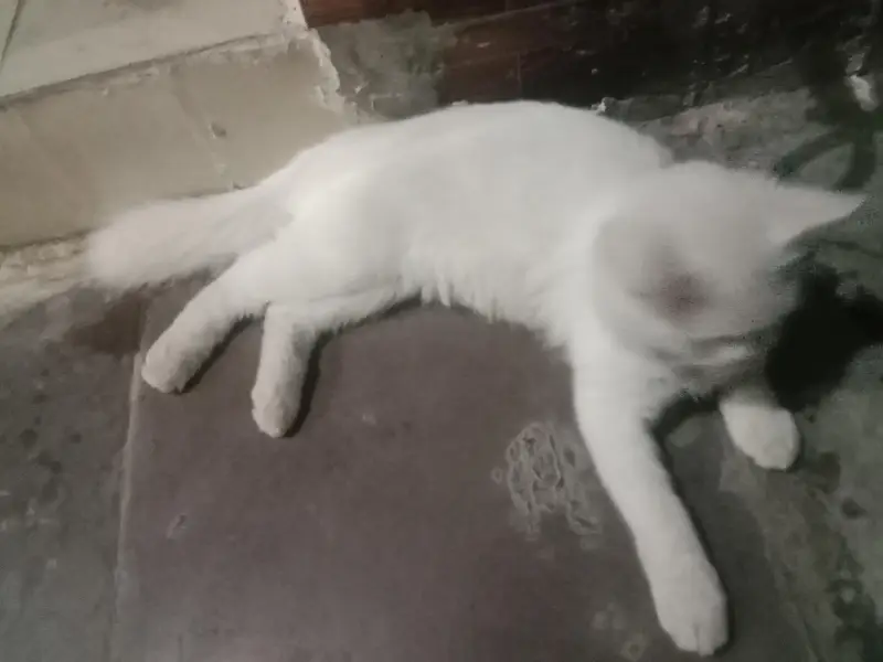 percian cat for sale — photo 4