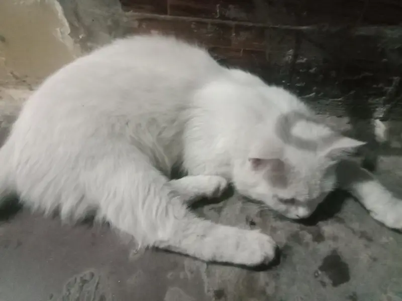 percian cat for sale — photo 5