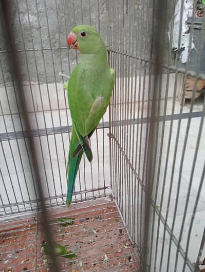 beautiful ring neack  baby parrot